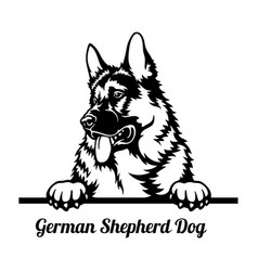 German shepherd peeking dog - head isolated Vector Image