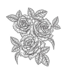 Rose Flowers And Leaves In Vintage Style Hand Vector Image