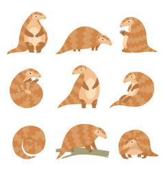 Cute pangolin animal in various poses set rare vector