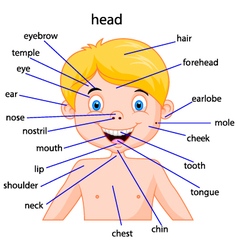 Boy body parts diagram poster Royalty Free Vector Image