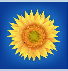Free Free 151 Clear Background Sunflower Bouquet Svg SVG PNG EPS DXF File