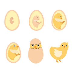 Chicken egg life cycle Royalty Free Vector Image