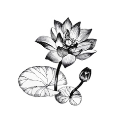 Lily Pond Vector Images Over 1 800