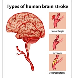 Human brain on white background Royalty Free Vector Image