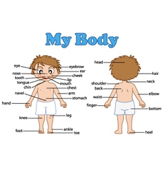 Boy body parts diagram poster Royalty Free Vector Image