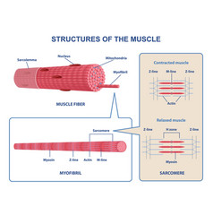 Muscle anatomy Royalty Free Vector Image - VectorStock