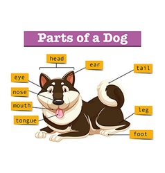 Diagram showing parts of dog Royalty Free Vector Image