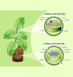 Diagram showing vascular tissue system in plants Vector Image