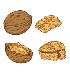 Cartoon Pile Walnuts Royalty Free Vector Image