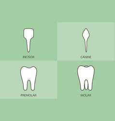 Tooth type - incisor canine premolar molar Vector Image