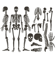Skeleton Foot Vector Images (over 2,500)