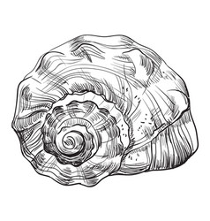 Hand drawing seashells set 1 Royalty Free Vector Image
