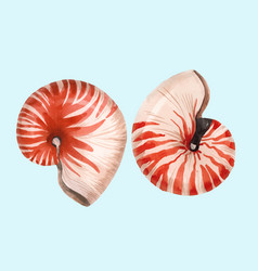 Nautilus Shell Vector Images Over 2 400