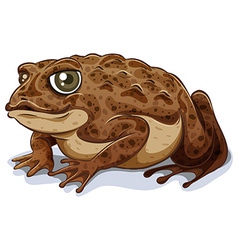 Toad Royalty Free Vector Image - VectorStock