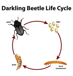 Diagram showing life cycle darkling beetle Vector Image