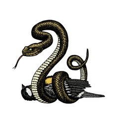 Viper snake serpent cobra and python anaconda or Vector Image