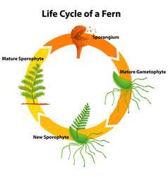 Diagram showing life cycle salamander Royalty Free Vector