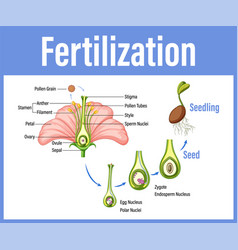 Diagram showing fertilization in flower Royalty Free Vector