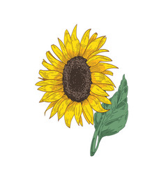 Sunflower Drawing Color Vector Images Over 2 000