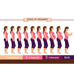 Pregnancy trimester infographic human growth Vector Image