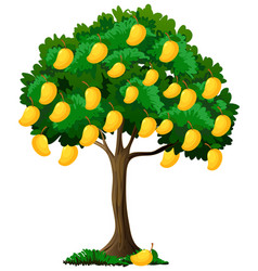 Yellow mango tree isolated on white background Vector Image