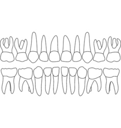 Primary teeth Royalty Free Vector Image - VectorStock