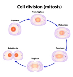 Mitosis Royalty Free Vector Image - VectorStock