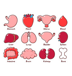 Cute smiling happy human healthy strong organs set
