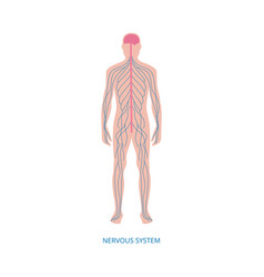 Human nervous system Royalty Free Vector Image