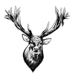 Deer engraving hand drawn sketch Royalty Free Vector Image