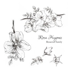 Rosa Vector Images (over 2,400)
