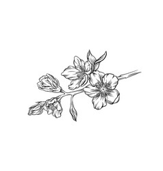 Blooming flower branch black and white hand drawn Vector Image