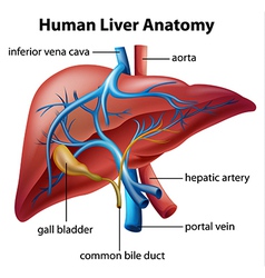 Circulatory system of a human Royalty Free Vector Image