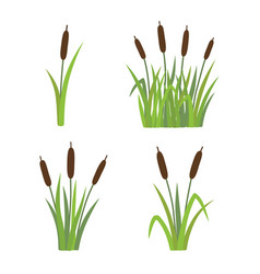 Pond Reeds Royalty Free Vector Image - VectorStock