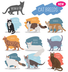 Cat breeds icon set flat style isolated on white Vector Image