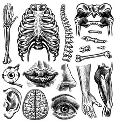 Anatomy Drawing Vector Images Over 21 000