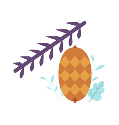 pinecone on spruce pine or fir tree branch vector image