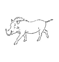 Black and white line drawing of a warthog Vector Image