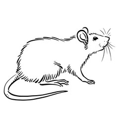 Drawing Outline Rat Vector Images (over 1,200)