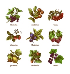 Berries and leaves set Royalty Free Vector Image