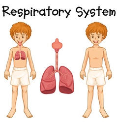 Respiratory system in human boy Royalty Free Vector Image