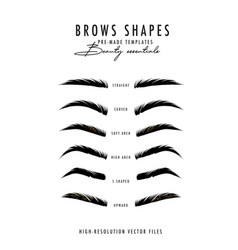 Set of female eyebrows in different shapes Vector Image