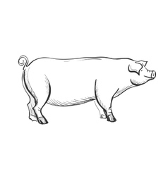 Doodle pig Royalty Free Vector Image - VectorStock