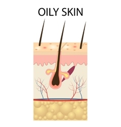 human skin anatomy royalty free vector image vectorstock human anatomy skin and hair diagram royalty free vector human skin anatomy royalty free vector image vectorstock human anatomy skin and hair diagram royalty free vector