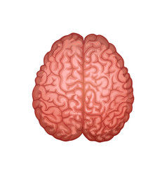 Human brain icon Royalty Free Vector Image - VectorStock