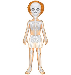 Skeletal system human Royalty Free Vector Image