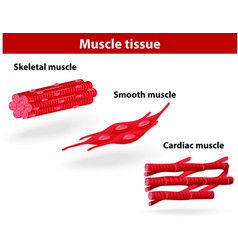 Smooth muscle Royalty Free Vector Image - VectorStock