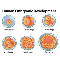 Stages in human embryonic development Royalty Free Vector