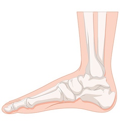 Set of human foot bone Royalty Free Vector Image