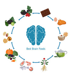 Brain Foods concept Royalty Free Vector Image - VectorStock